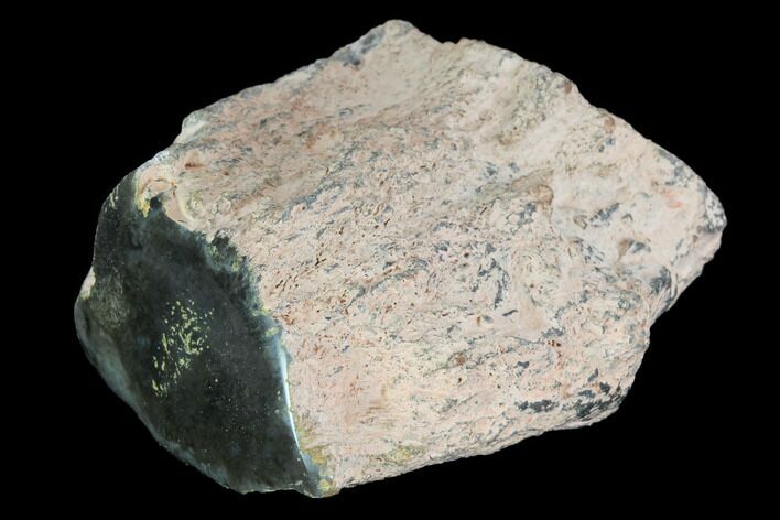 Polished Dinosaur Bone (Gembone) Section - Colorado #96413
